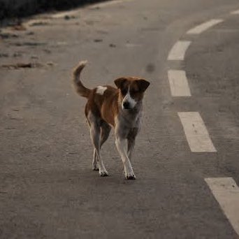 choquei's tweet photo. 🚨BRASIL: Entrou em vigor no DF lei que obriga motorista a prestar socorro caso atropele algum animal. 

Se descumprir a medida, o condutor pode pagar multa de R$ 1 mil, que será revestida para o fundo distrital de sanidade animal. https://t.co/fBAgLTWDhg