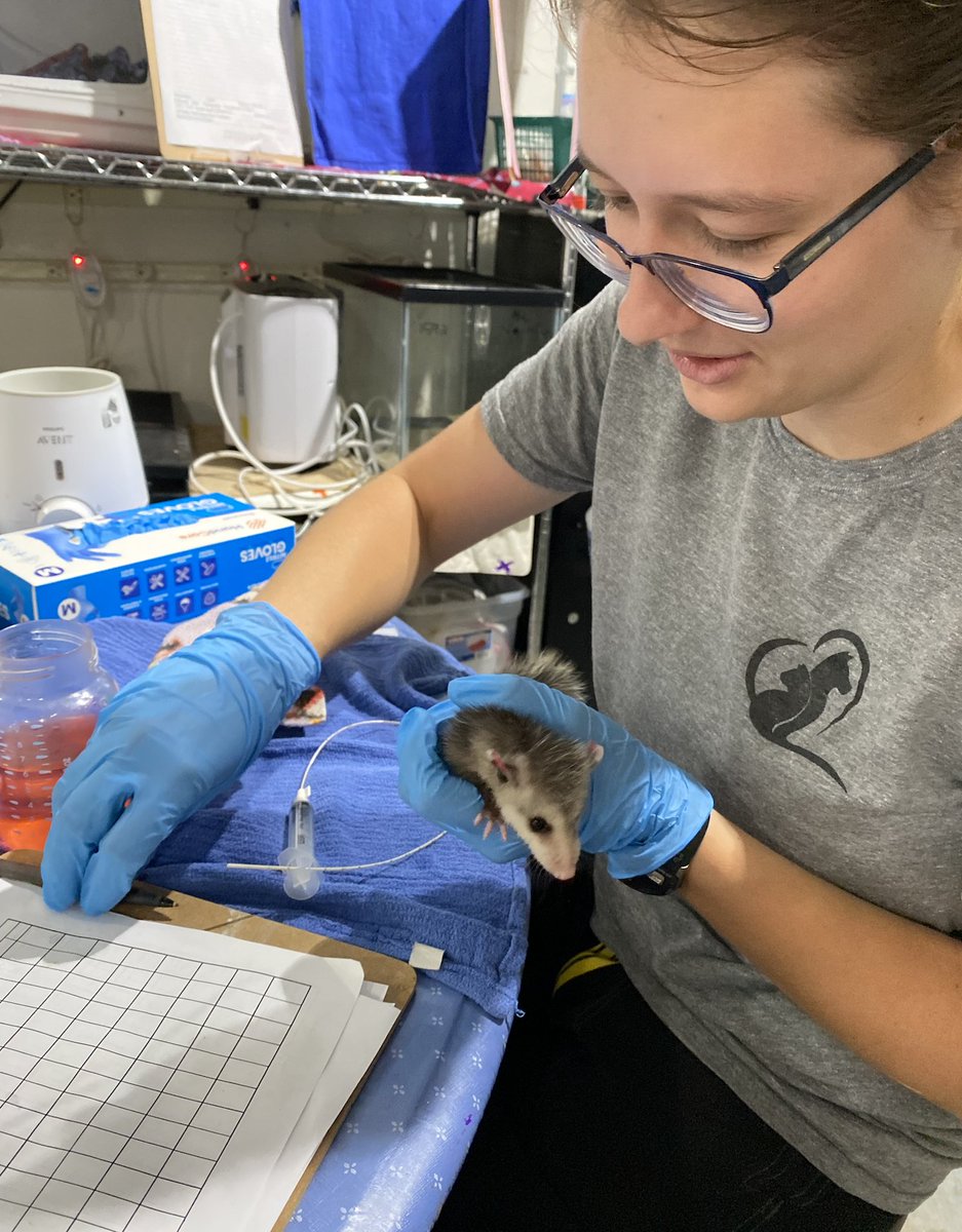 The Virginia Opossums are here again! We haven't even finished releasing our almost ready to go opossums but new ones keep piling in again! Our interns are having a great time getting hands on experience learning how to intake, examine, and tube feed these precious babies.