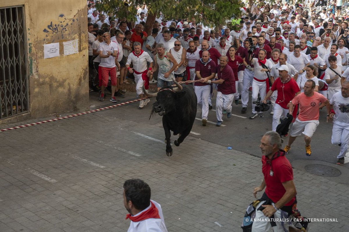 AnimaNaturalis tweet media