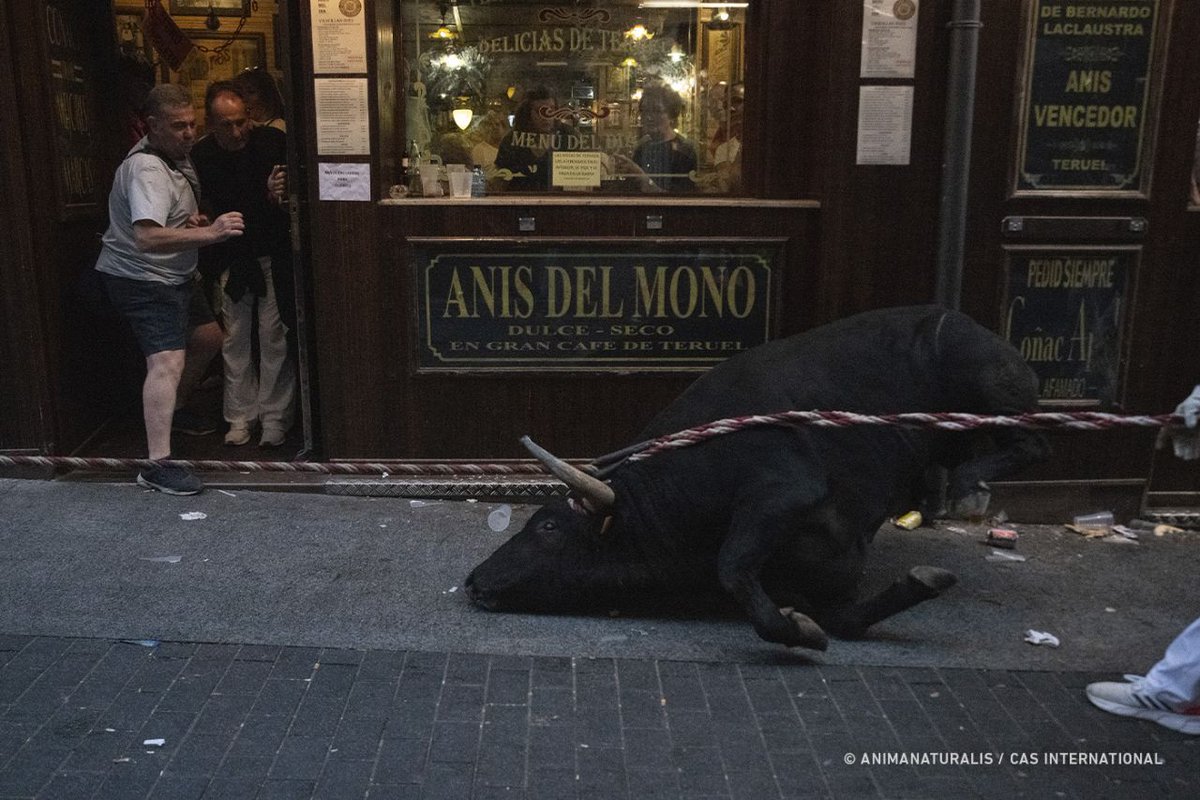 AnimaNaturalis tweet media