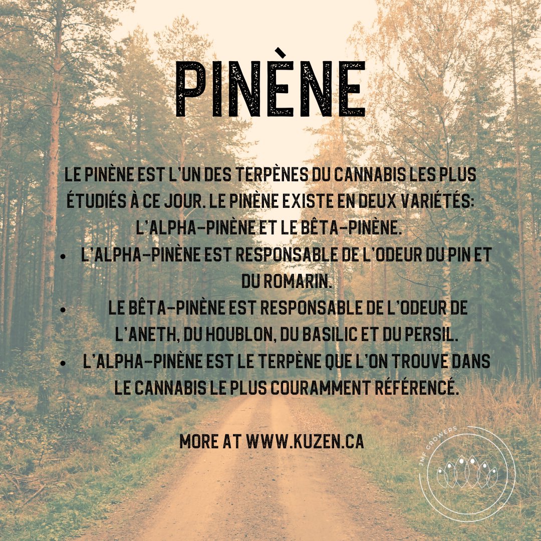 Welcome to Terpene Tuesday!

To find out more, visit <a href="/kuzen_ca/">kuzen.ca</a> 💜🌱

****

Bienvenue au Mardi des Terpènes !

Pour en savoir plus, visitez <a href="/kuzen_ca/">kuzen.ca</a> 

#terpenetuesday #jmfgrowers #pinene #CannabisCommunity #tuesdayvibe