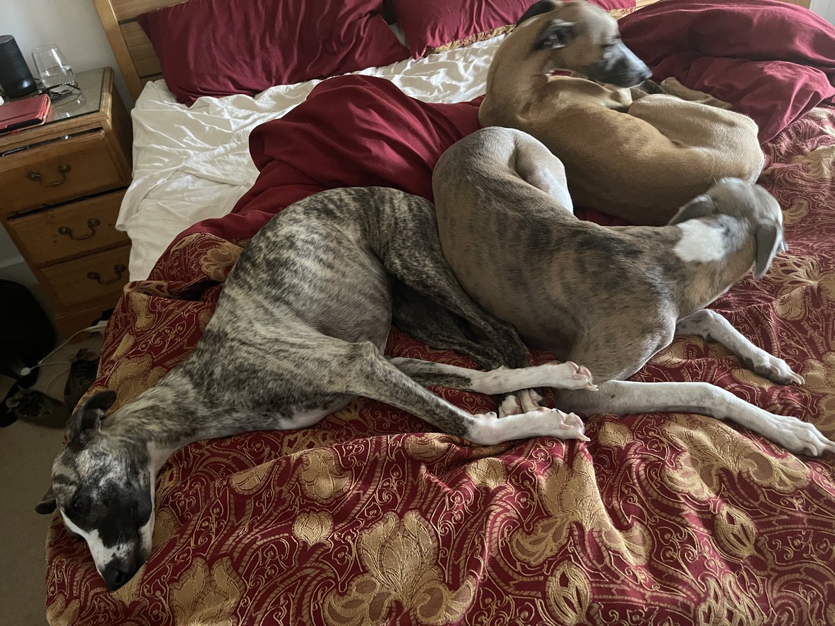 casalindi's tweet photo. Today we are mostly sleeping on Mums bed β¦ #awfulweather https://t.co/Efd6E5JVl9