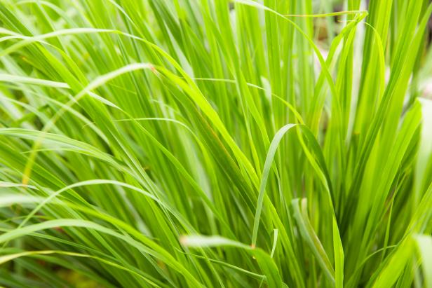 CarlaMatosRE's tweet photo. Learn how to preserve lemongrass here. #nature #greenthumb  https://t.co/mUJSCzli8f https://t.co/DvYPqI0q96