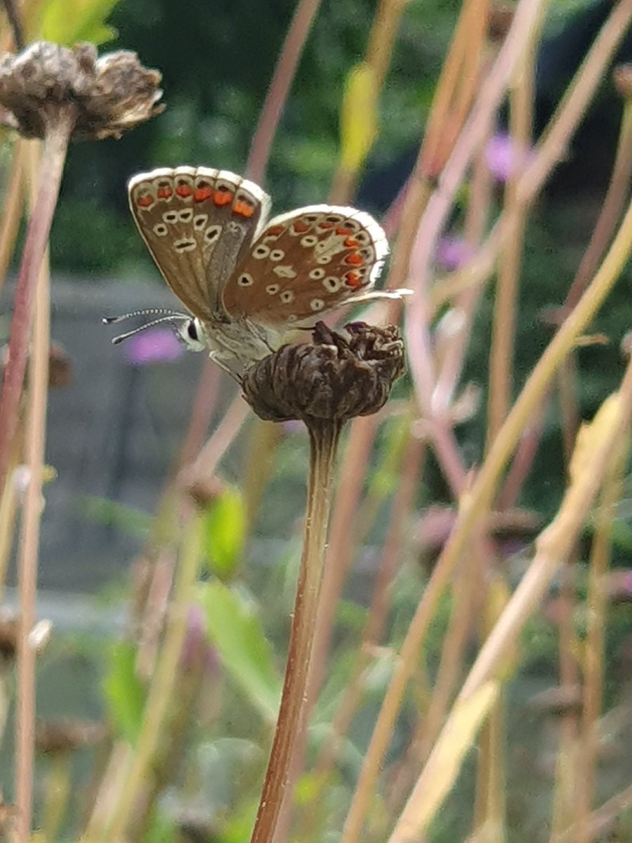 Getting allsorts in the garden this year. Is this a Brown Argus, thought they were Common Blue's at first? Pics are 2 different butterflies #ButterflyID <a href="/bc_cambs_essex/">BC Cambs and Essex</a> <a href="/EssexWildlife/">Essex Wildlife Trust</a> <a href="/savebutterflies/">Butterfly Conservation 🦋</a> #BigButterflyCount