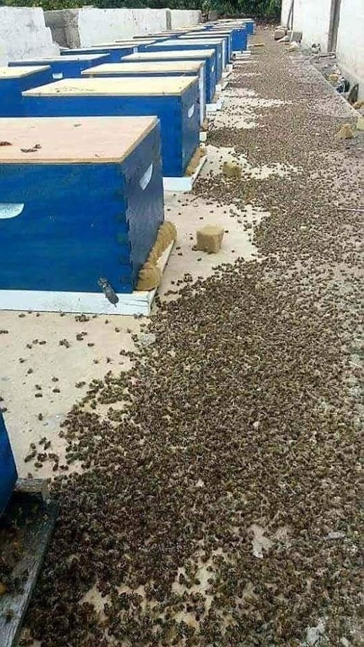 MY DAILY BEE FACTOID

HONEY BEES dead in front of their hives from pesticide misuse in agriculture. This happened in Bulgaria but occurs regularly in North America. We BEEKEEPERS can protect the BEES if given adequate warning of  spraying, in most cases.

Please RT #savethebees