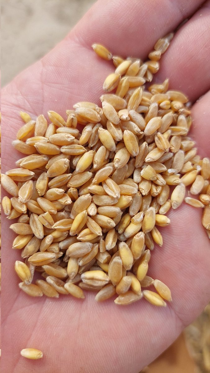 Pat2816's tweet image. Dernière étape de notre #TourDeFrance2023  
des #fragriMoisson2023 dans les essais blés, l&apos;ascension du col de la Voilur!
De 90 a 108qx.
...
Restera les colzas semaine prochaine.
#ceuxquifontlesessais
#fragrw