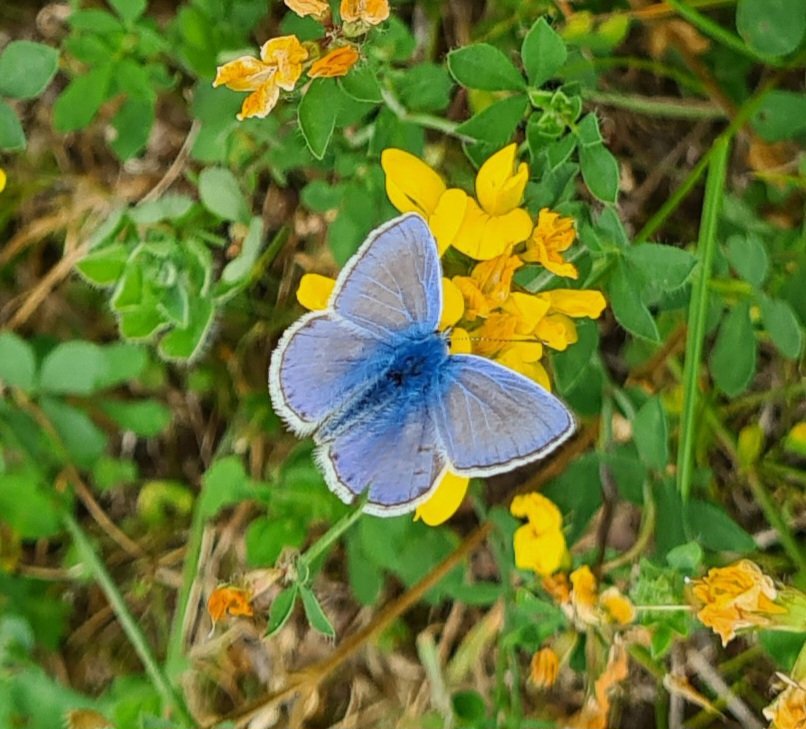 IsaVerbist's tweet photo. Happy #tuesdayblue
#commonblue #commonbluebutterfly
#channel169 #naturelovers #ThePhotohour #TwitterNatureCommunity #NaturePhotography #nature #NatureBeauty #wildflowerhour #butterfly #butterflies @europebutterfly @savebutterflies #NaturePhotography #EUPollinators https://t.co/bQaT84UJhr