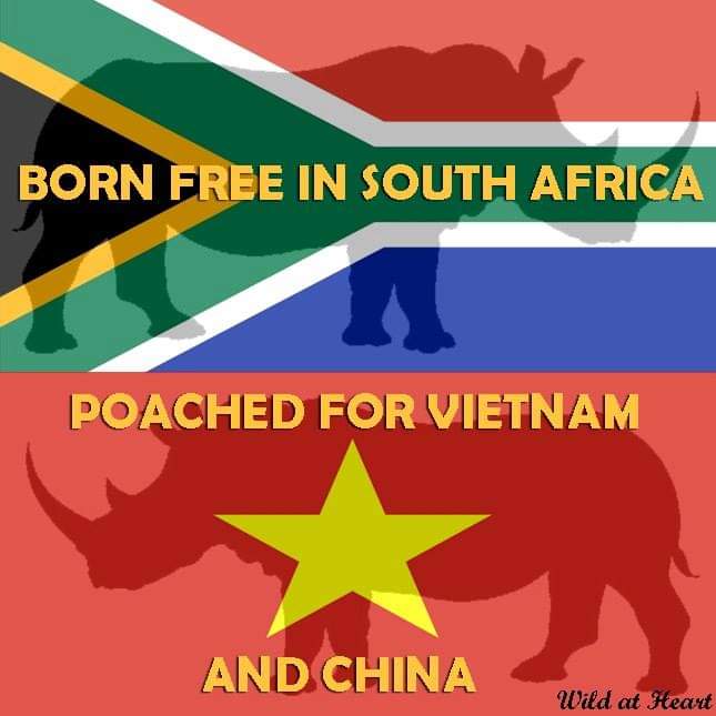 SueSpurgin's tweet photo. #SouthAfrica the #poaching frenzy continues in #KZN's #rhino killing fields  6 MORE #rhinos slaughtered at the hands of #poachers in 5 days since last update!😡😡 @GovernmentZA stop the #rhinocide #China #Vietnam hand off our #rhinos!  #StopRhinoPoaching ⏰️⌛️🆘️🦏 https://t.co/EvLqF1Qkzn