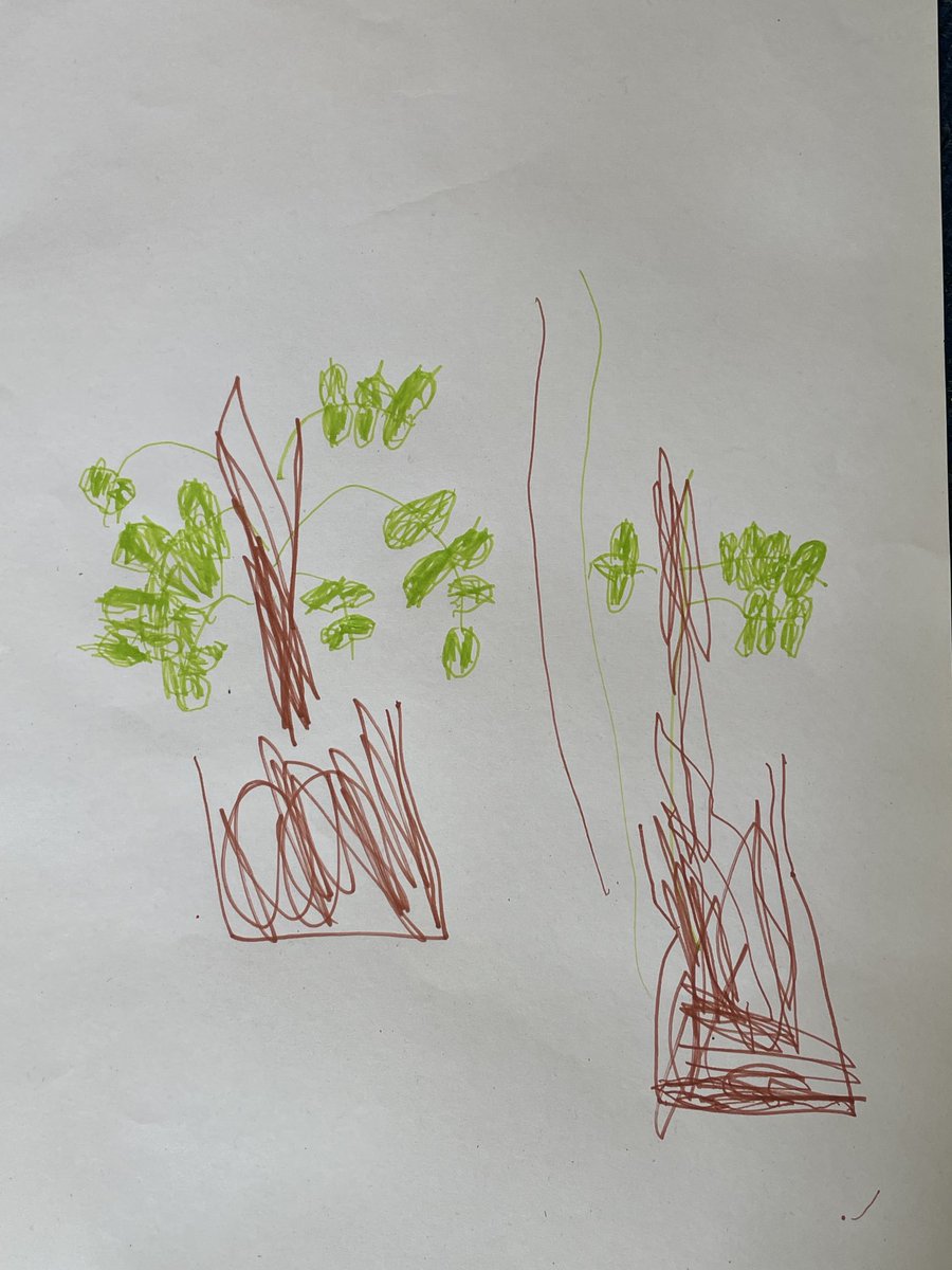 Wyvil Primary School tweet media