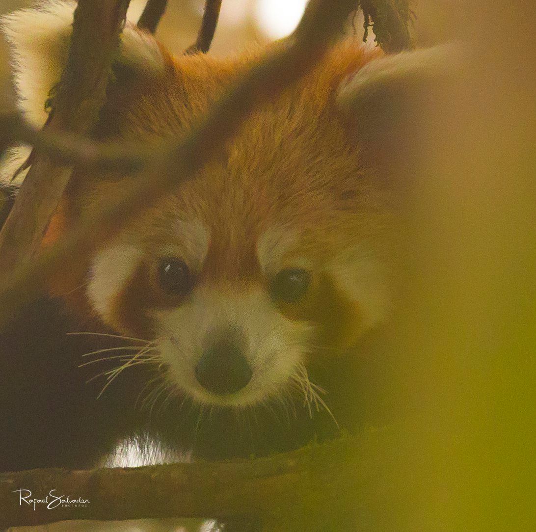 Red Panda Network on Twitter: ""Despite the difficulties, RPN field