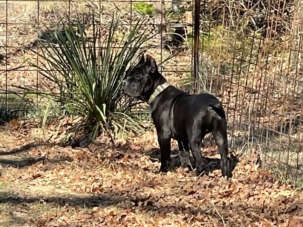 When owning a working #dog breed (like the Cane Corso), it's critical to provide consistent challenges for their mental and physical needs. Our friends at <a href="/DaBoyzCaneCorso/">Da Boyz Cane Corso</a> discuss 6 great #DogSports for the #CaneCorso (or other working breeds). 

tinyurl.com/msawk7ns