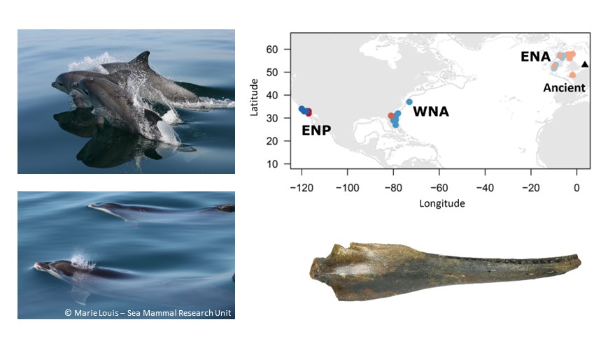 Very happy to see our manuscript “Ancient dolphin genomes reveal rapid repeated adaptation to coastal waters” out today in @NatureComms nature.com/articles/s4146…