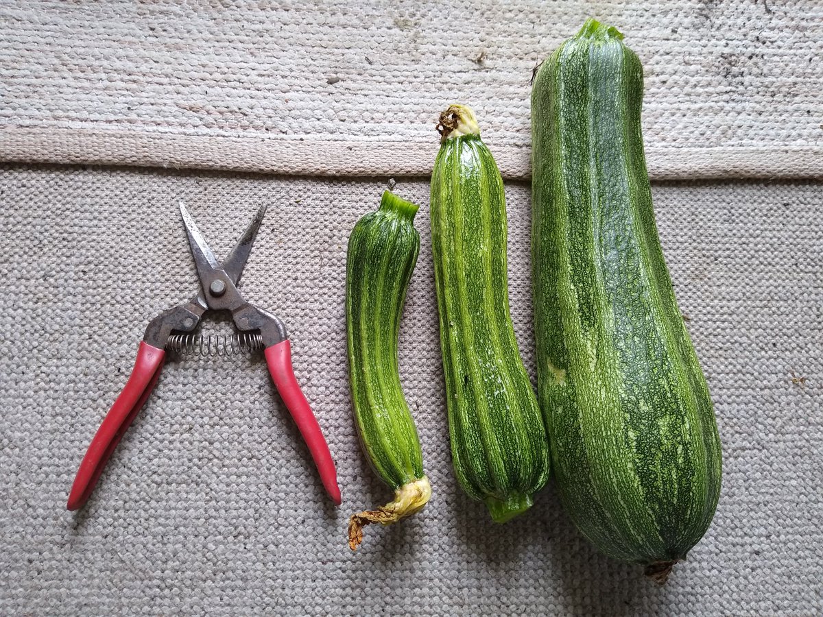 It has begun! #growyourown #courgettes #gyo #organic #homegrownfood