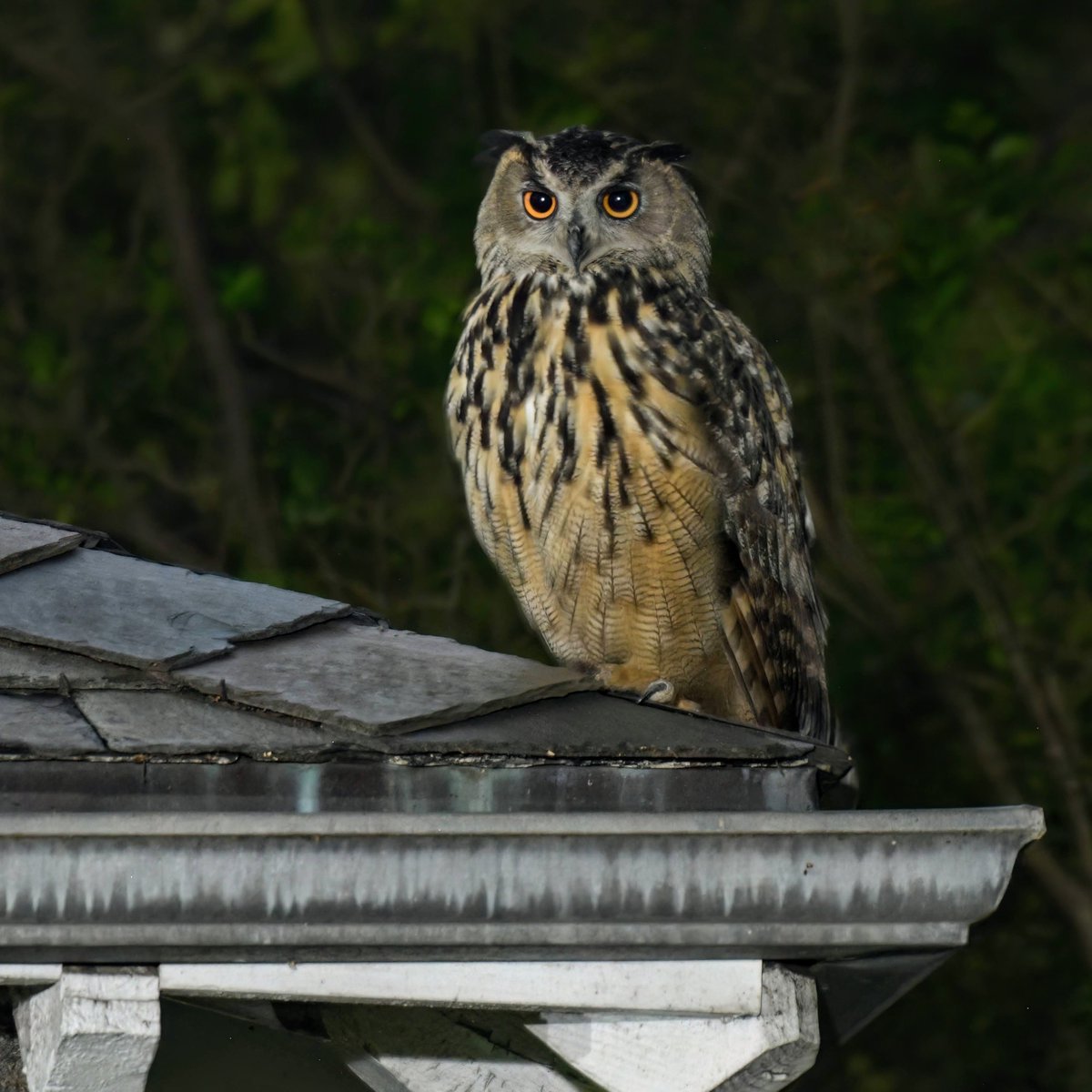 Manhattan Bird Alert tweet media