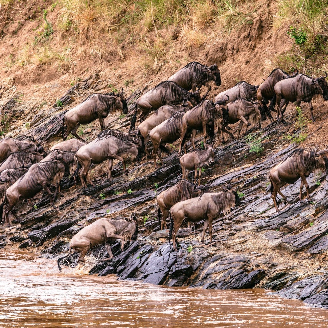 mystead's tweet photo. The Great Migration contains over 2 million animals, including 300,000 zebras and a whole assortment of antelope such as impala, eland and Thompson’s gazelles. #marariver #travel #traveler #maasaimara #greatmigration #kenya🇰🇪 #tanzania🇹🇿 https://t.co/MPn3MV1902