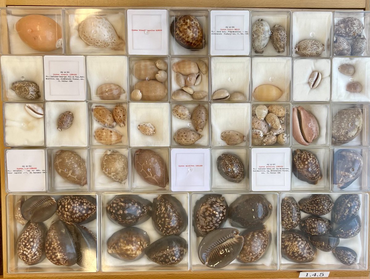 Magdalini.Christodoulou tweet media