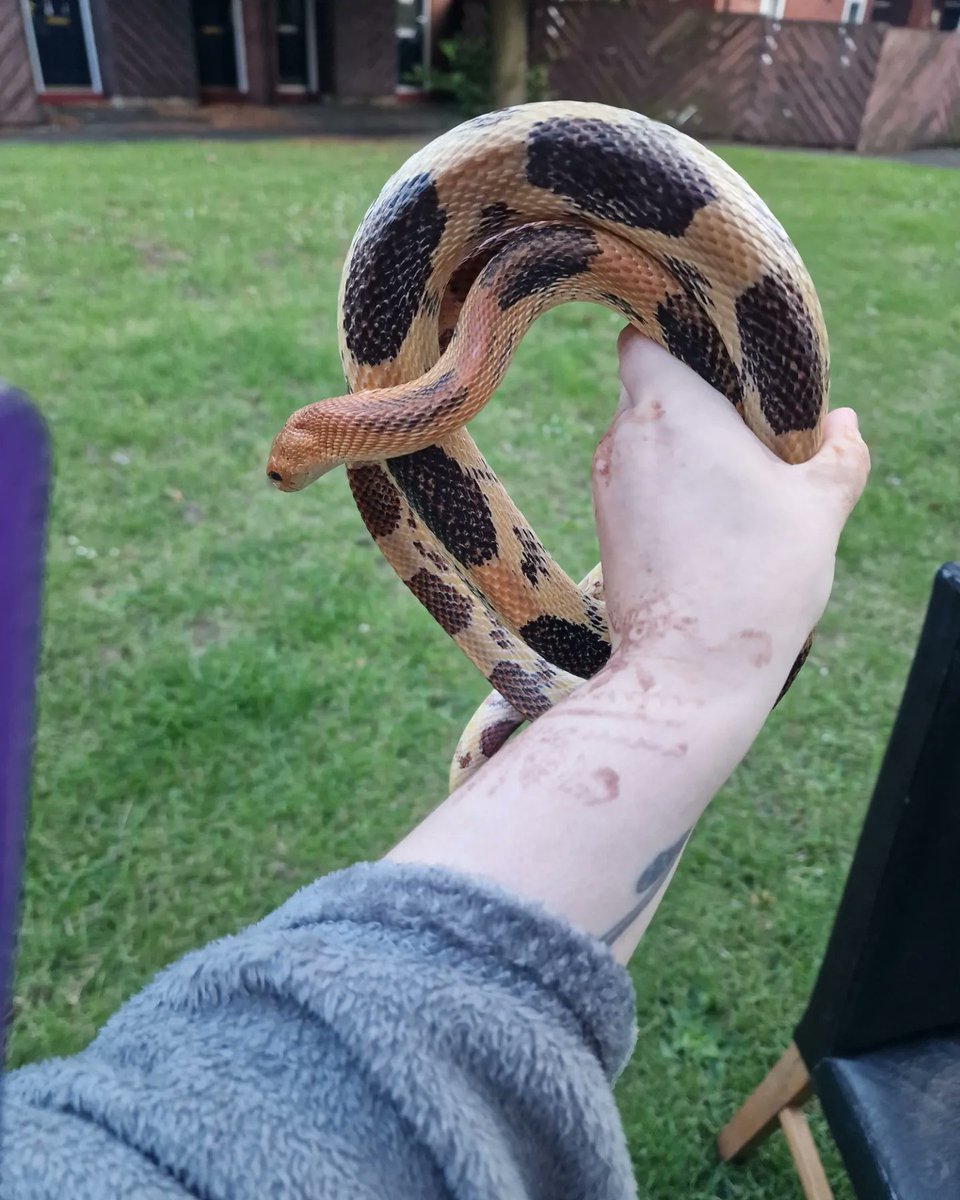 najanajaking's tweet photo. Beautiful snakeeeey!!
#Snakes #Snakesoftwitter 🐍 https://t.co/d21kUcLAZC