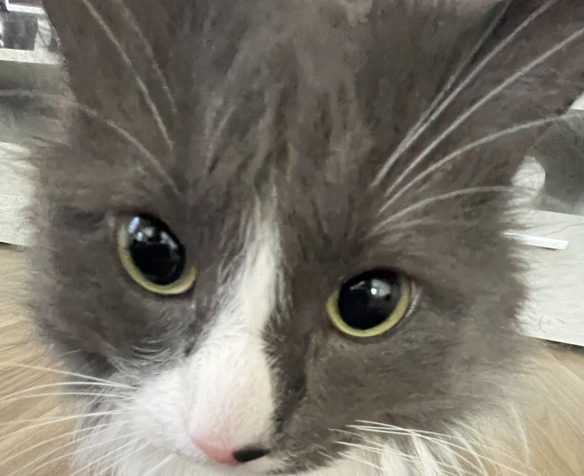 LeaSimba tweet media