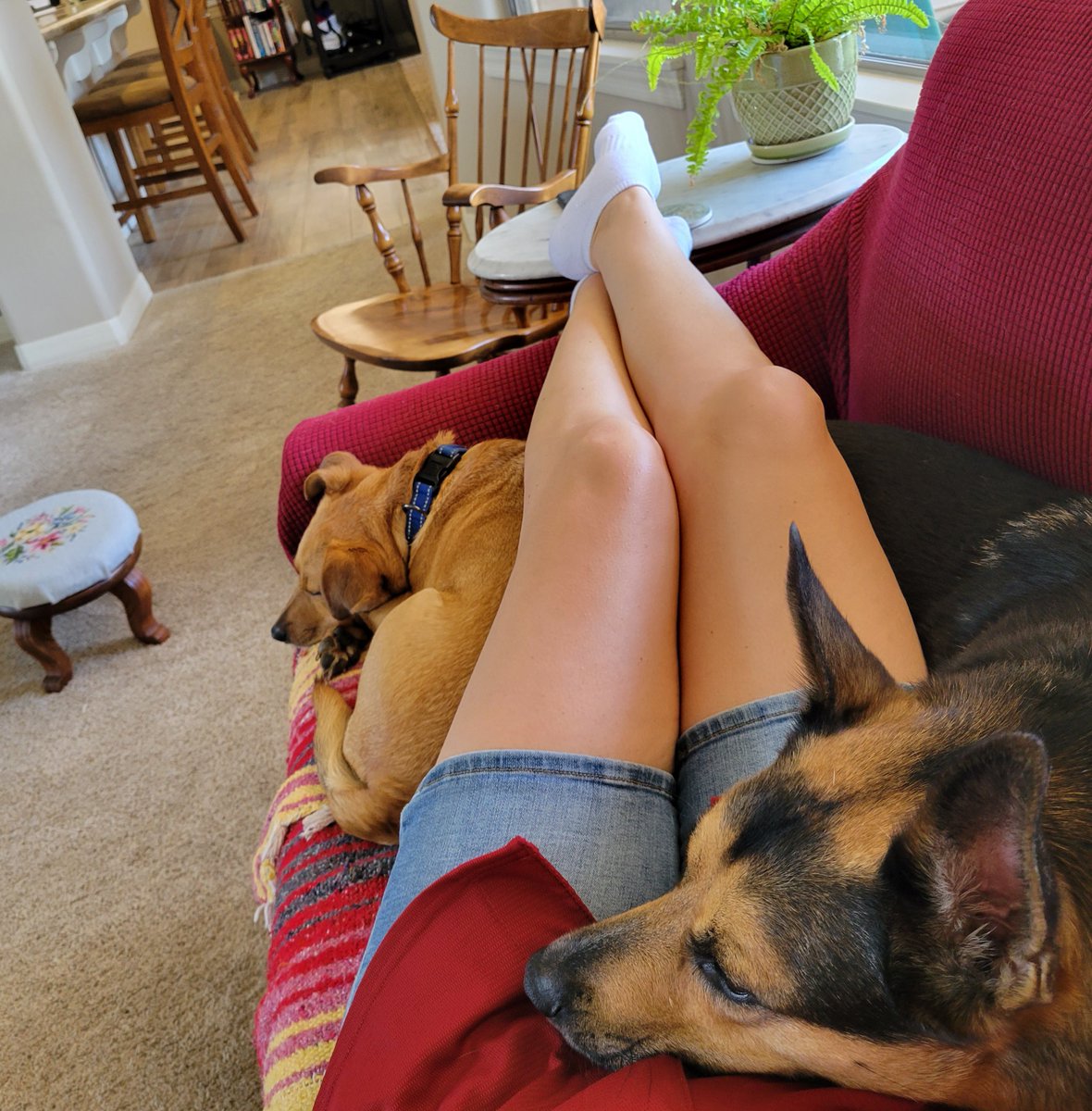 It may be 115 degrees in Phoenix today, but it’s never too hot for #dogcuddles on the couch while #reading a good book.  #authorsoftwitter #fortheloveofreading #books  #authordogs #rescuedogs #rescuedogsoftwitter