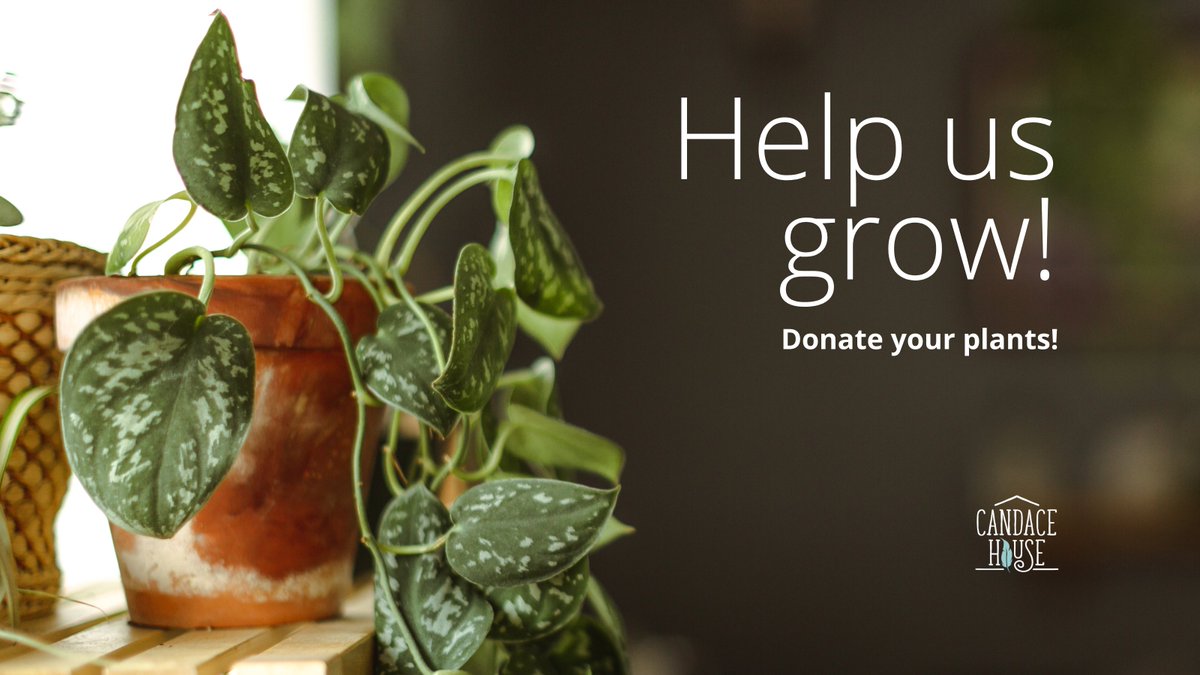 Help us grow - donate your plants!🪴

We're so close to opening the doors to our new space and we need your help making our house a home with plants of all sizes!

Want to donate? Snap a pic of your plant, send it to us, and we'll contact you to arrange for drop of/pick up!