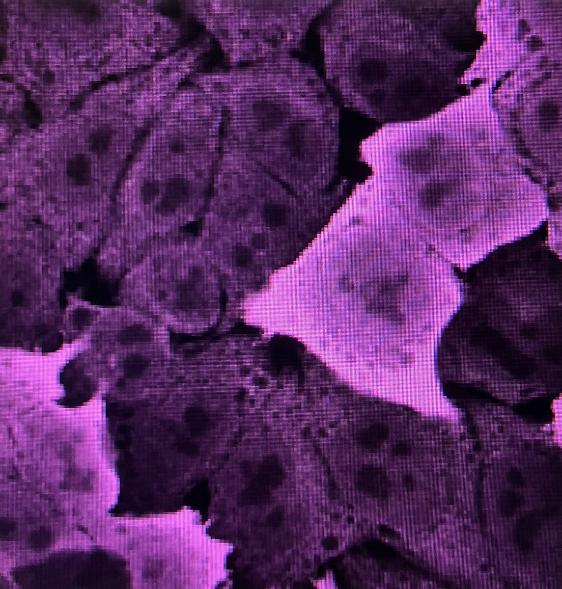 We also observe funny things with endogenously APEX2-tagged nuclear proteins! Anyone else encountered similar findings? Came across #APEX3. Curious to hear about your experiences using #APEX2 or APEX3! #proximity #labeling #proteomics #labhelp