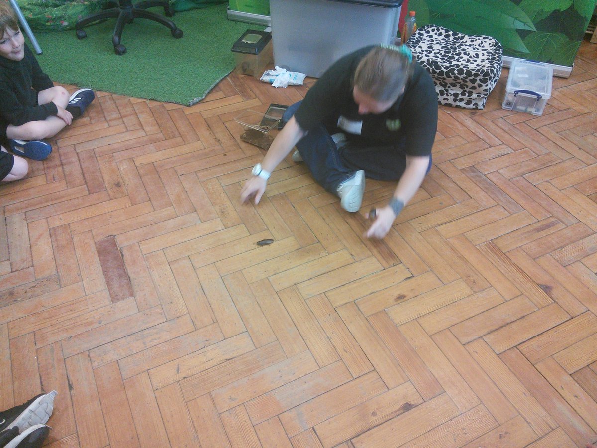 FS2Markeaton's tweet image. We were so excited to see #JungleJo this morning. Her talks were brilliant and she had amazing creatures to look at...if we were brave enough we could even hold them! #MPSSTEM🐍🐛🕷️🐸