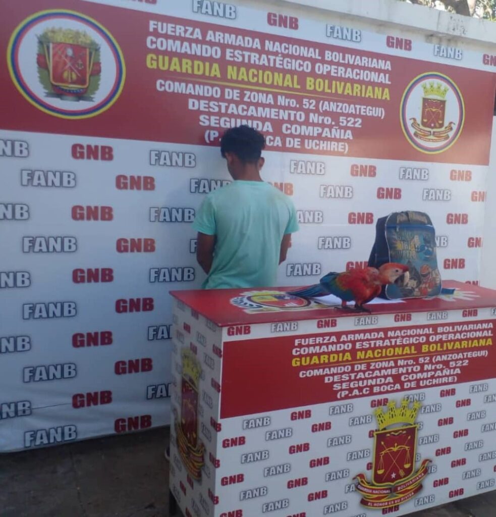 49653593's tweet photo. Un jóven fue detenido por la GNB y puesto a la orden del MP, por llevar una guacamaya en una mochila, pero la minería ilegal,practicada por grupos irregulares, políticos y militares, está ocasionando un ecocidio en el estado Bolivar y nadie detiene a los responsables... https://t.co/Pe32dXb9CM