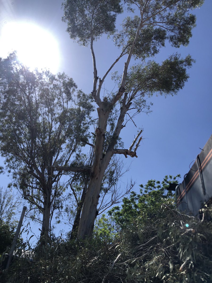 ChazBV's tweet photo. A este vital árbol del Parque de Candiles le están quitando todas las ramas y sus hojas que nos proveen de oxígeno y sombra  @RobertSosaP @MpioCorregidora cómo pueden implementar mejores acciones que dejar un tronco pelón? Cómo va la reparación del daño a nuestra comunidad? https://t.co/tUcL4cXgI7