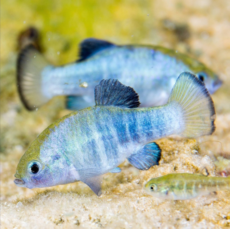 FrontierTerr's tweet photo. Did you know #NVSilverTrails is home to plants and animals you won't find anywhere else? The Ash Meadows Amargosa Pupfish is one of 25 species of flora and fauna that only live in Ash Meadows National Wildlife Refuge in Amargosa Valley. πΈπΌπ π¦ @TravelNevada
πΈ: @USFWS https://t.co/OzteY5815K