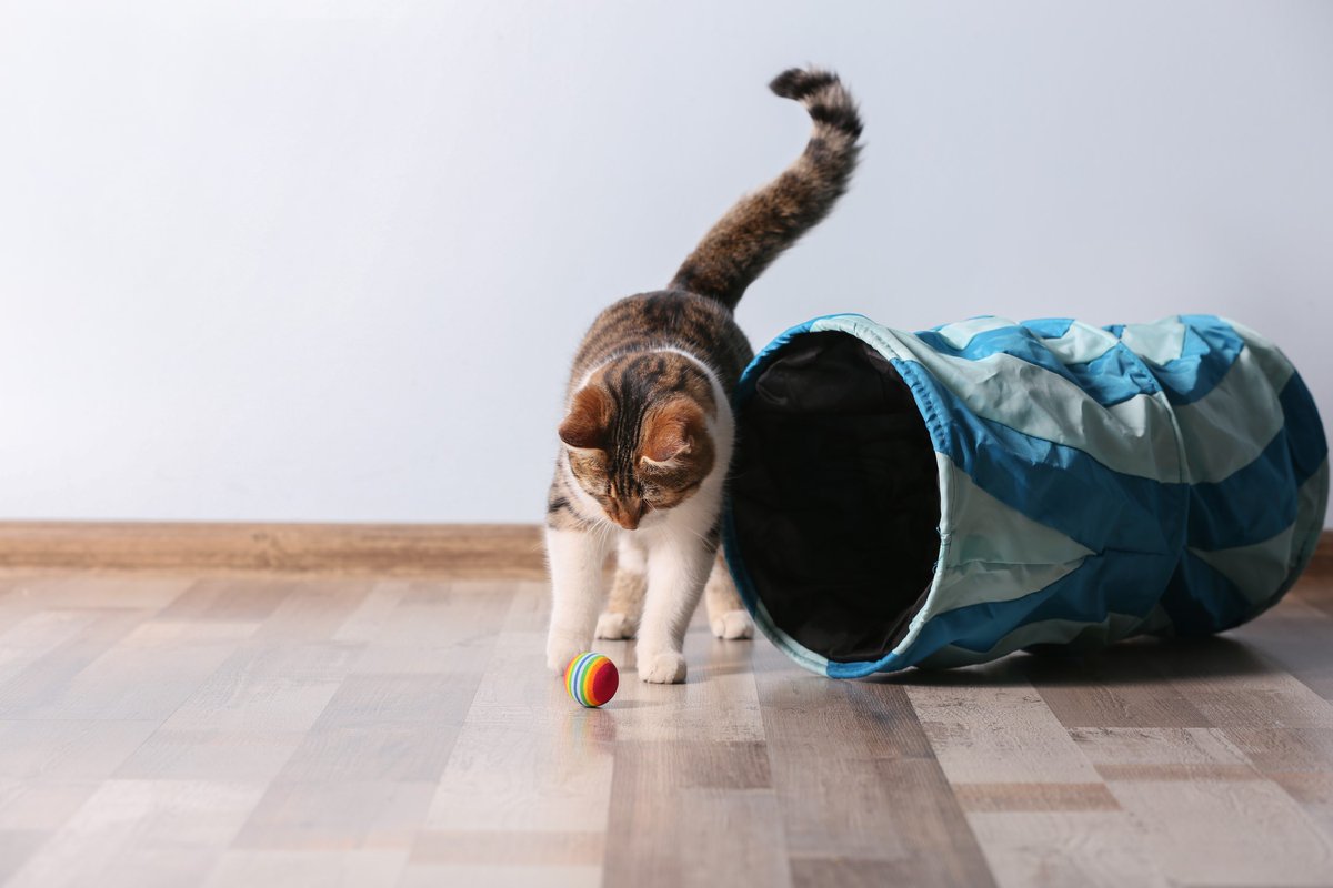 builddirect's tweet photo. Great floors don't require perfect pets. We can help find the flooring that fits your family. Shop now: https://t.co/vBn80OV7KF #Pets #Family #Flooring #BuildDirect https://t.co/E0rnbxoMyB