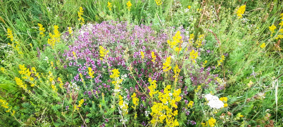 BBOWT's tweet photo. We all wish we had a little more thyme sometimes... so here you go.

Photographed at Watts Bank by land manager Tom Hayward. Why not pay a visit and see what you discover: https://t.co/7xTNWYhkos https://t.co/h5eCQGbcog
