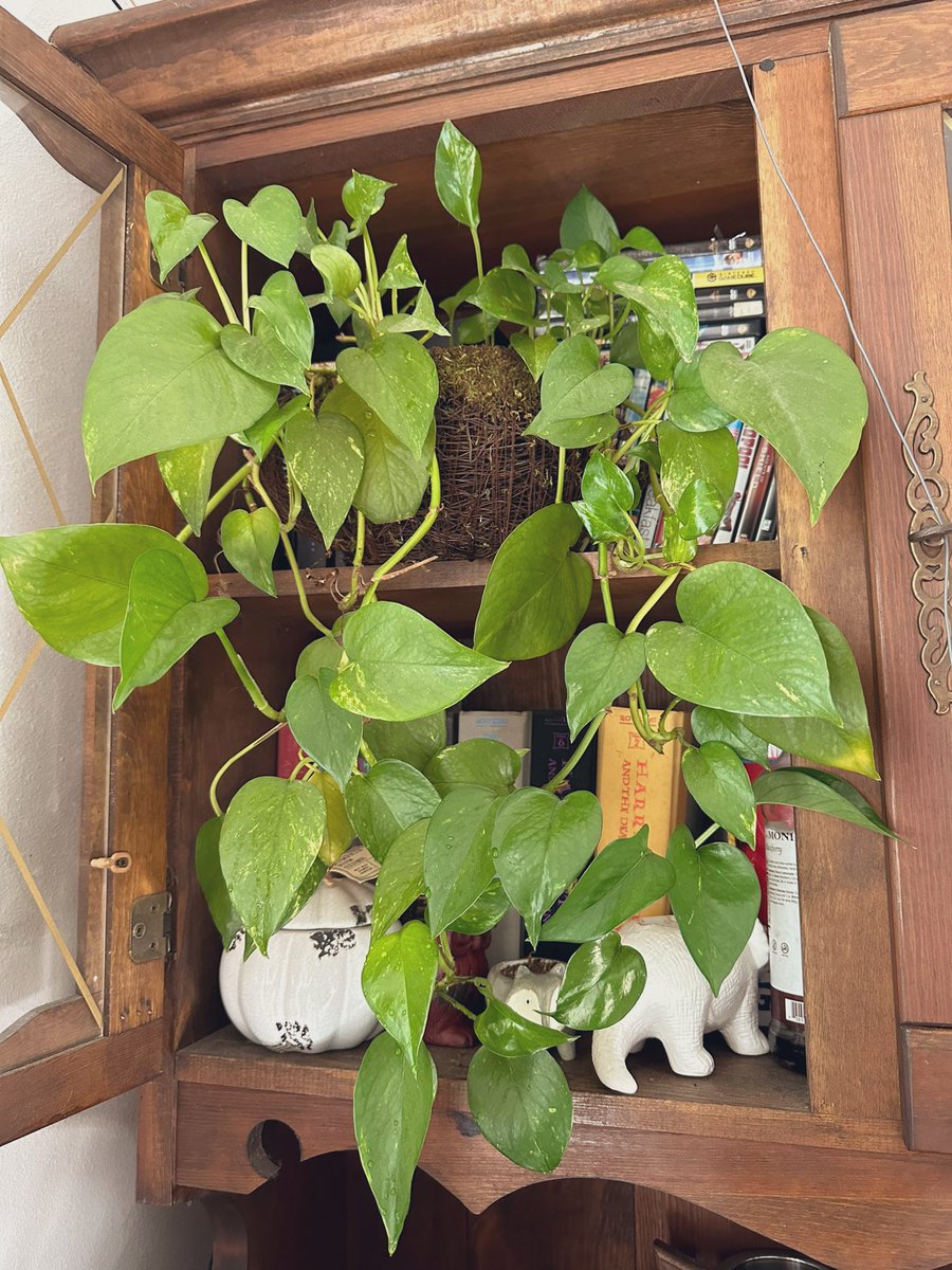 Jesiyka's tweet photo. Indoor Plant babies 🥰 https://t.co/Vr2ALtPCwG