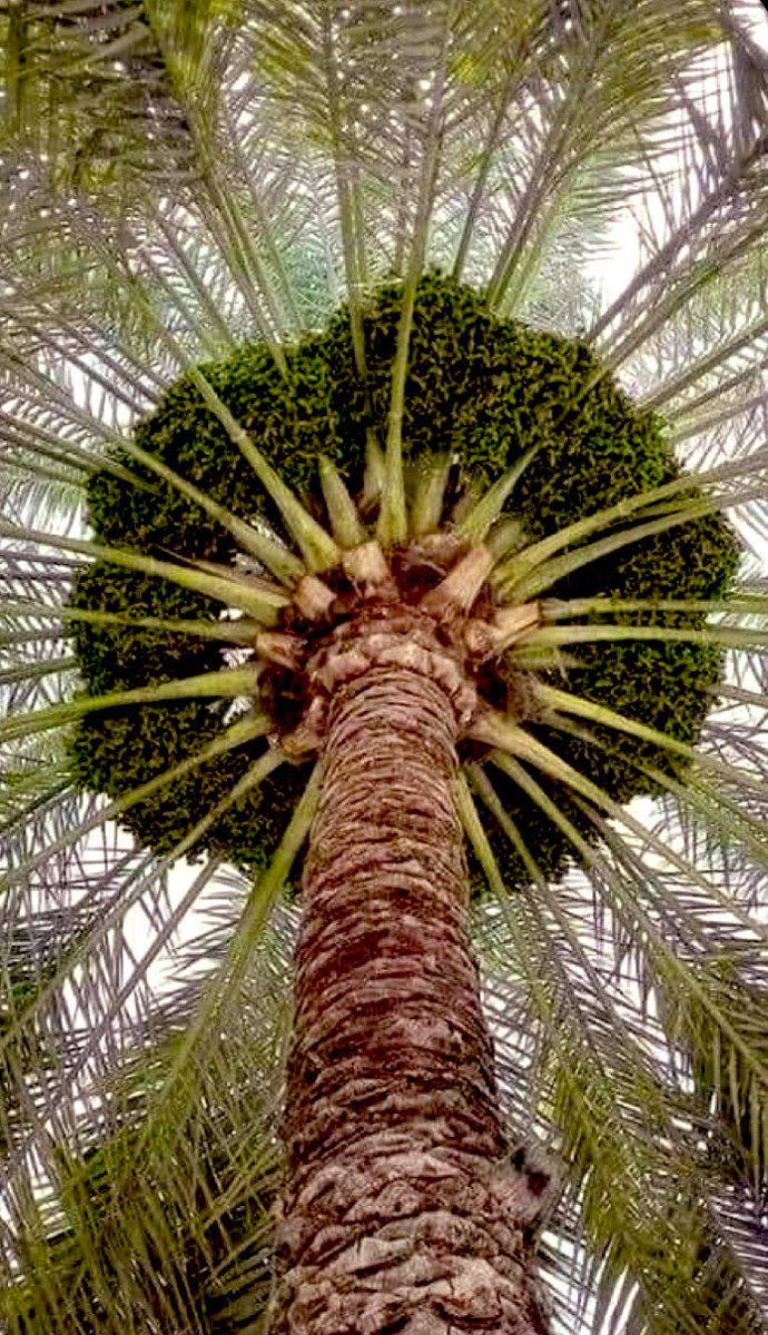 fs778877's tweet photo. النخيل
كن  كالنخيل عن  الأحقاد  مرتفعًا     بالطوب يرمى فيلقي أطيب التمر

 احتفال بقرب الصرام وسط تفاؤل المزارعين موسم حصاد التمور بالأحساء  يعتبر موسما احتفاليا يتسابق فيه المزارعون نحو التألق والإنتاج،التي تستمر حتى منتصف أكتوبر من كل عام. https://t.co/gJGHWoBxiE