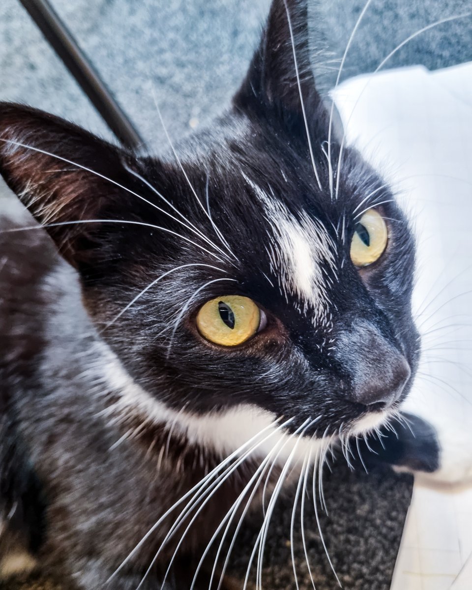 Ashleys Merwin Kitty tweet media