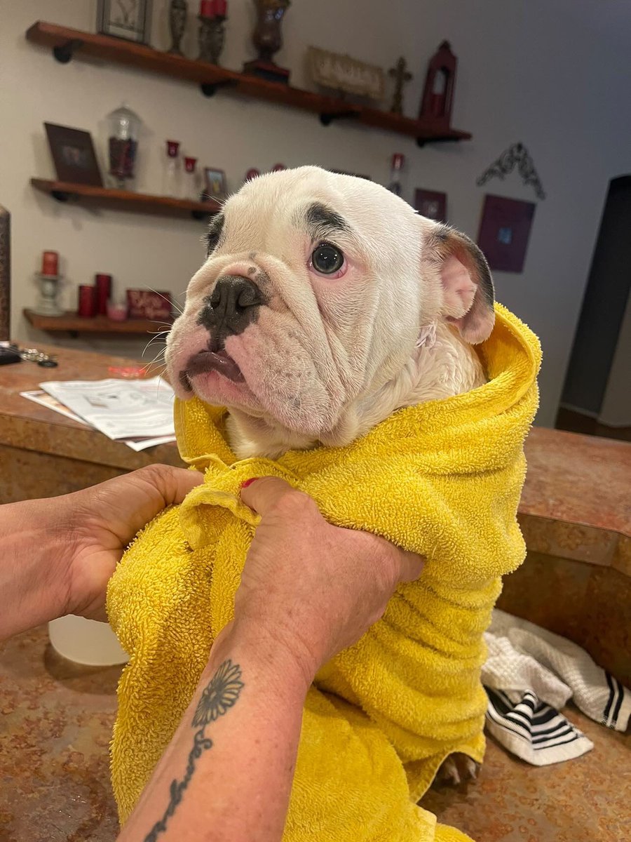 WeRateDogs tweet media