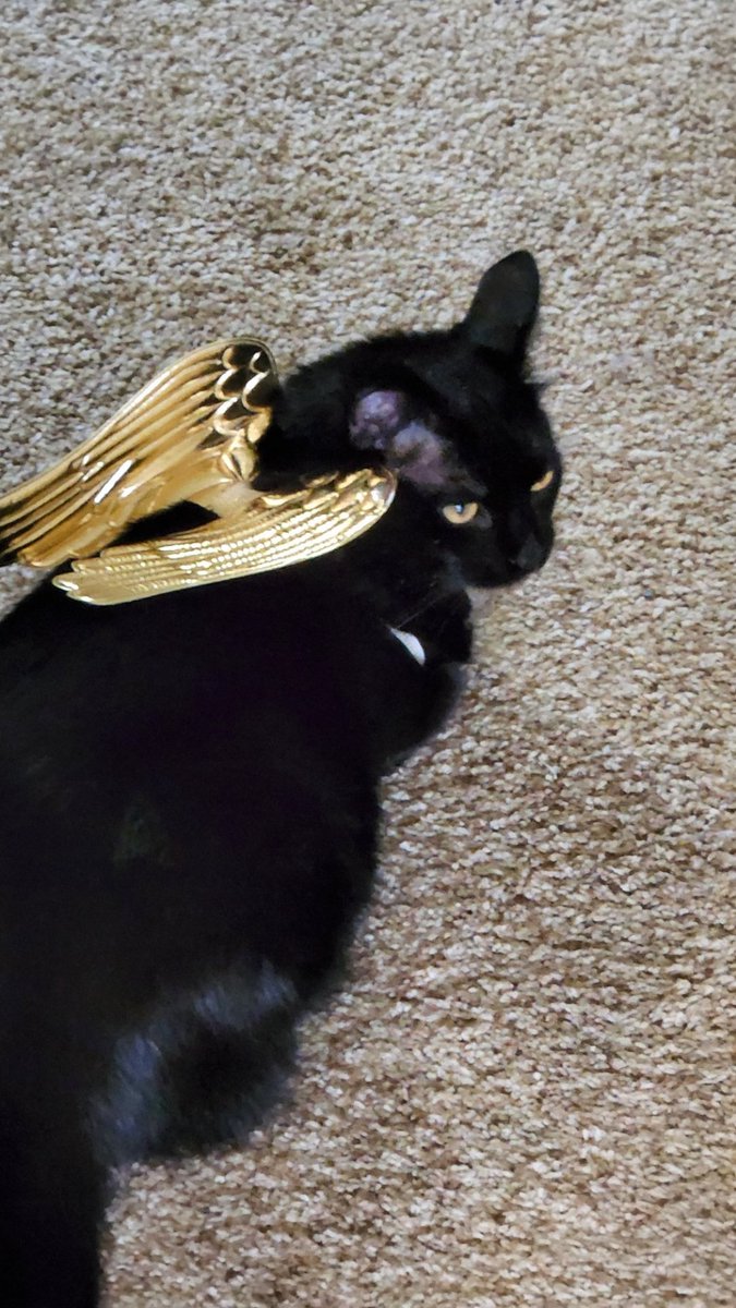 Megan Stott tweet media