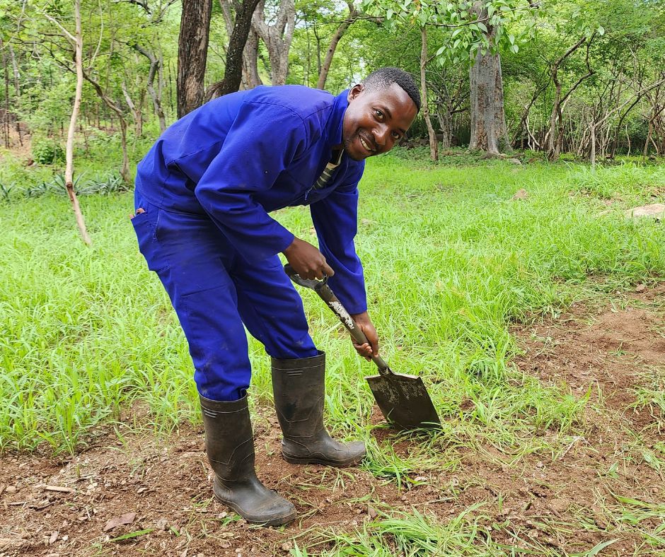 Meet Telus Moyo. The Moyo’s are a huge part of the Tongabezi story-Telus’ father & uncle were part of our 1st team. We love to see Telus taking Tongabezi's legacy, which is also his family’s legacy towards an exciting & sustainable future, with homemade compost & homegrown veg🍄