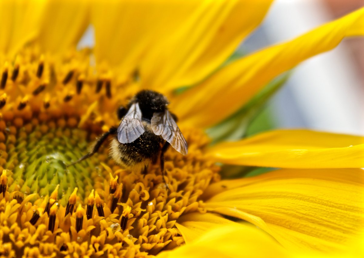 It’s the bee’s knees! Join in with our minibeast hunt from 12-1pm to catch insects, woodlice, spiders and more🐝🕷️🪲🪰🦗🐞🐜
Drop in at FSC Flatford Mill on Saturday 22nd July for our annual BioBlitz
#BioBlitz #flatfordmill #nature #wildlife #bee #insects #spiders #suffolk