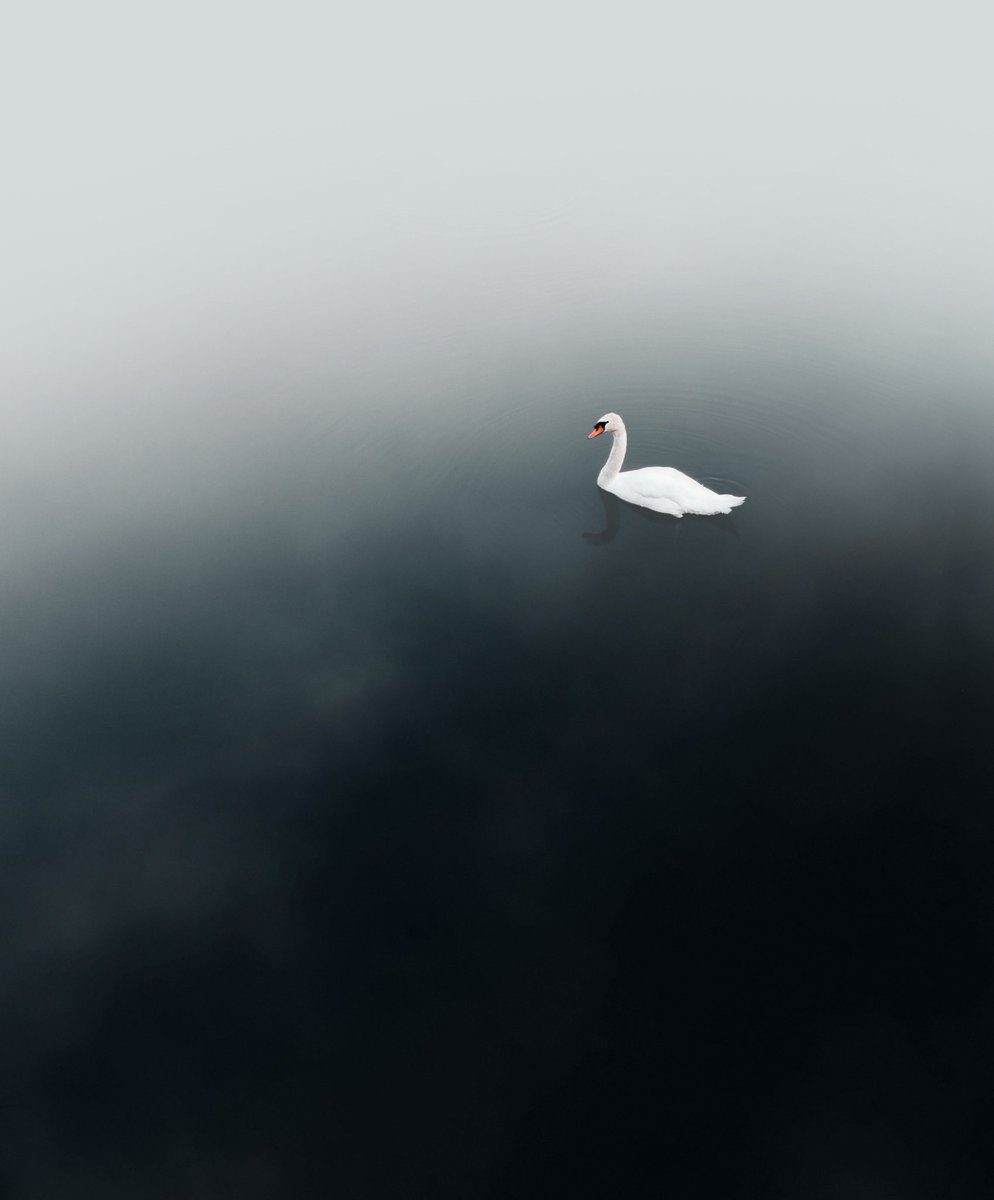 Swan at Decoy Lake | South Devon🦢

#swan #southdevon #devon #uk #decoylake #wildlife #nature #outdoors #photography