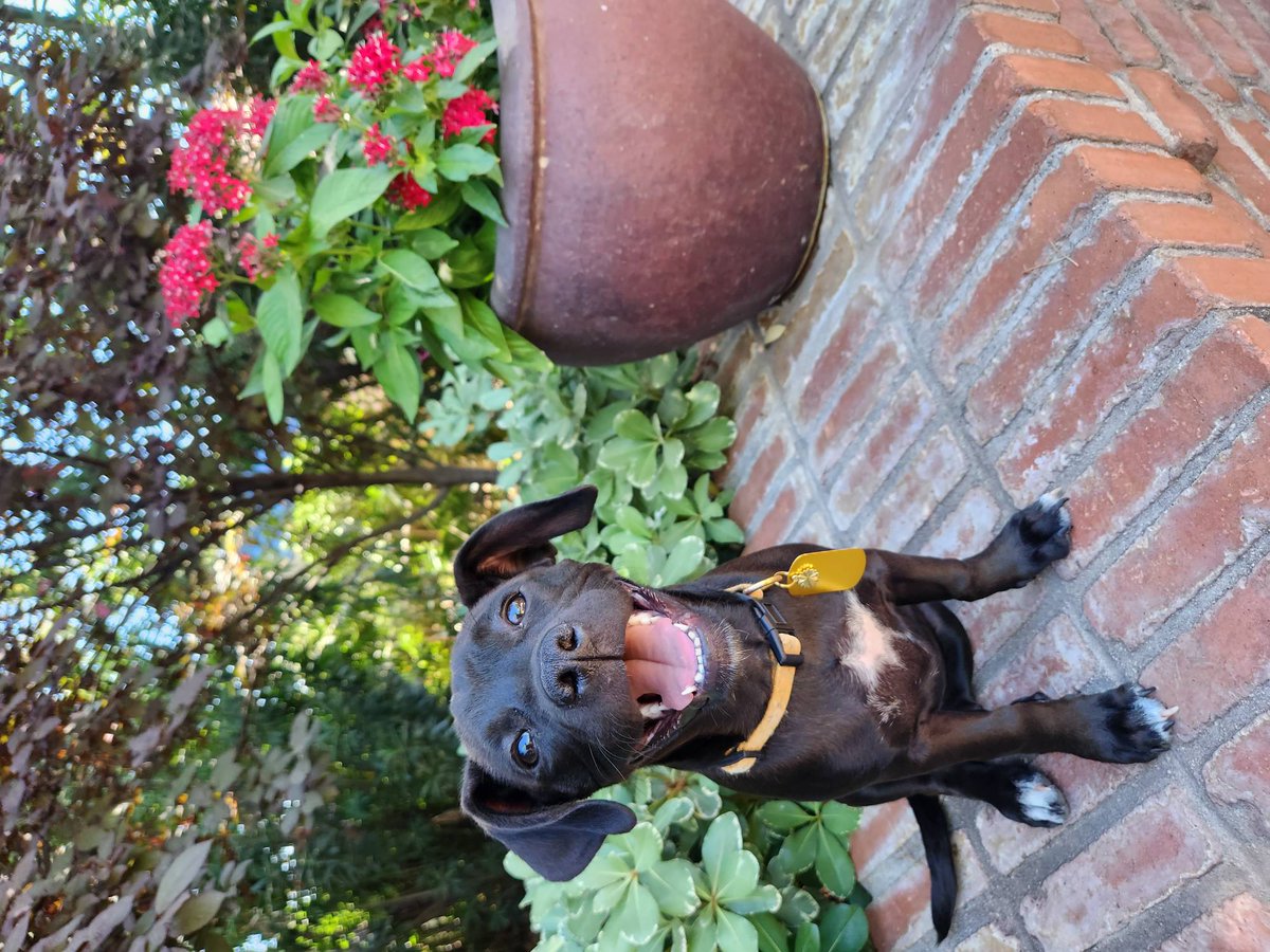 This garden puppy captures how we all feel about the monsoons yesterday! Cooler days are ahead, and Dog Days of Summer is happening through September 30! 🐶☀️

Bring your pup for a summer morning walk, we're open 7:30am - 3:30pm 7 days a week!