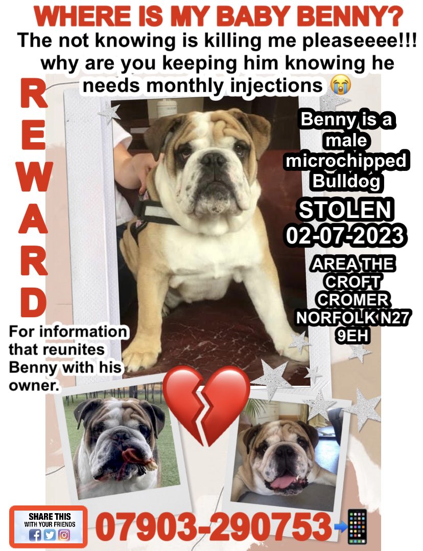 We need you help Benny is a flat nose dog who was stolen please read his poster. So please Retweet he must be found <a href="/rosiedoc666/">Rosie Doc</a> <a href="/rosieDoc2/">spaniel alert</a> <a href="/clarebalding/">Clare Balding 💙</a> <a href="/millypod1/">chris towers</a> <a href="/BDRCentral/">BulldogRescueUK</a>