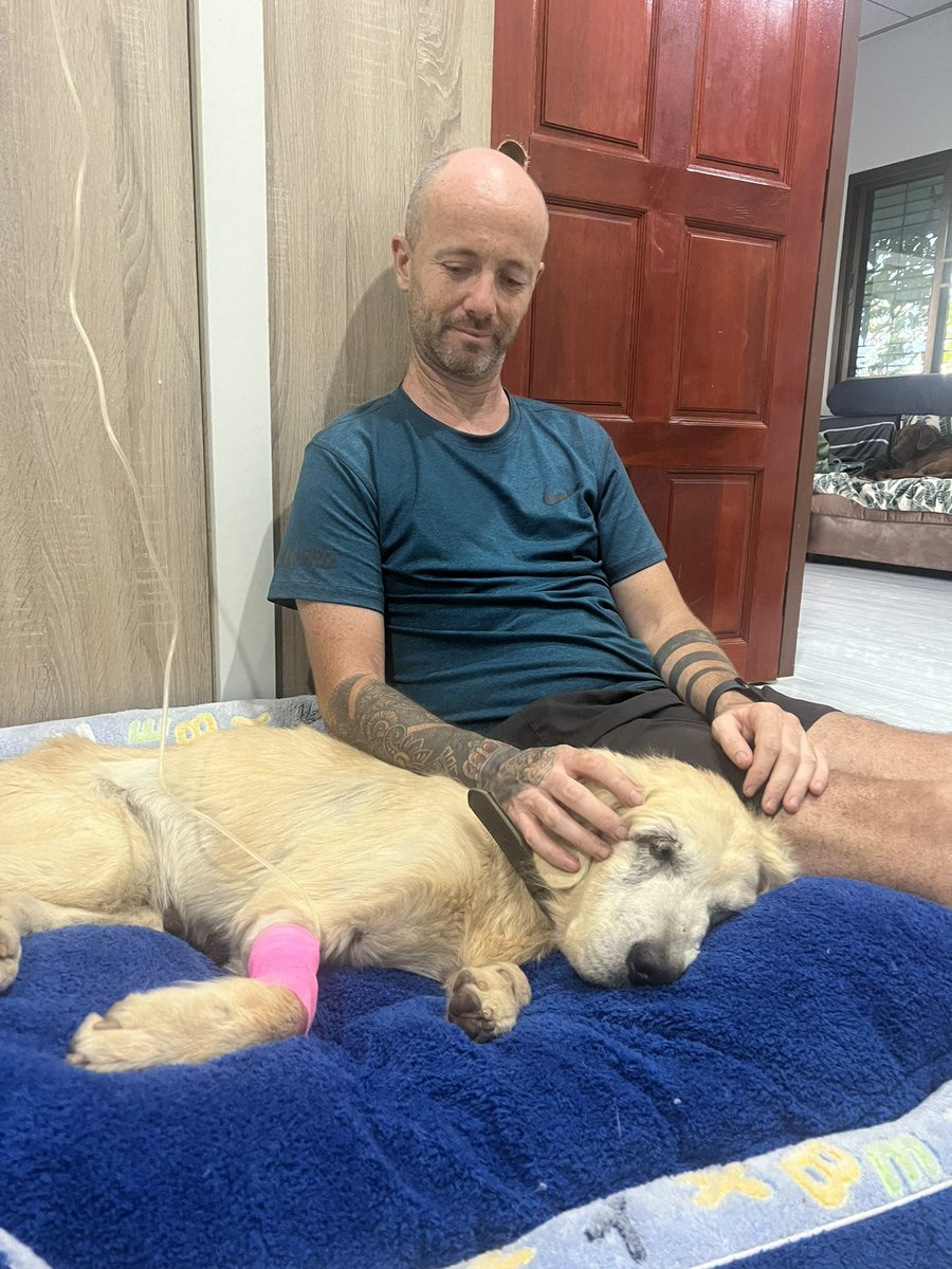 NiallHarbison's tweet photo. My friend Sybille has treated 1000s of dogs. She explained dogs can have bad emotional reactions. I was away 4 days last week and that’s when Tina went downhill so fast. She stopped going on walks, her tests went downhill fast and her face became drawn. 

After so long on the chain alone I think she just latched onto something emotionally and went all in on it. We designed everything now so she can rest and doesn’t have to try and “chase” me everywhere or get stressed out when I leave all the time. She needs a slower pace of life.

At the land she would join every single walk and stay awake for 10 hours for fear of missing something. It was wearing her out 

 3/