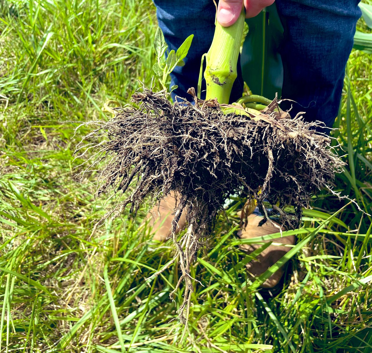 rvcinterns's tweet photo. Here is a prime example of how soil compaction can affect the root system growth, ESPECIALLY with the drier conditions. The roots were not able to branch out until there was a good rain, which is important for plant stability. -HV
-
-
#rootdigging #rvcintern #iowa #grow2023 https://t.co/aEHDv1nLvh