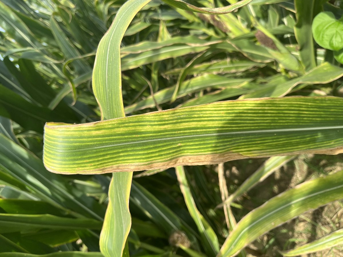 SlatonNathan's tweet photo. @DrescherGerson talking corn response to K soil test &amp; (48 ppm M3K) &amp; fert rate @StationPine. @ArkAgResearch @AginArk @ARDeptofAgricul https://t.co/F69L2voo3o