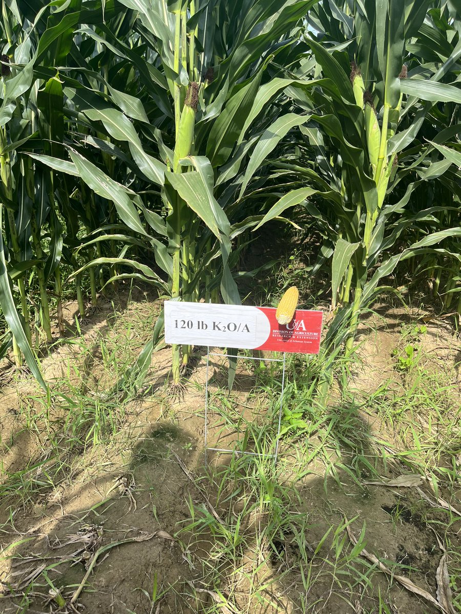 SlatonNathan's tweet photo. @DrescherGerson talking corn response to K soil test &amp; (48 ppm M3K) &amp; fert rate @StationPine. @ArkAgResearch @AginArk @ARDeptofAgricul https://t.co/F69L2voo3o