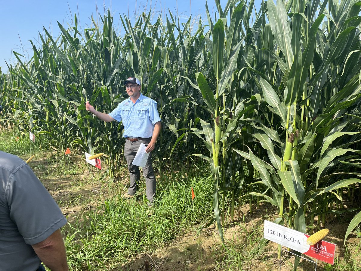 SlatonNathan's tweet photo. @DrescherGerson talking corn response to K soil test &amp; (48 ppm M3K) &amp; fert rate @StationPine. @ArkAgResearch @AginArk @ARDeptofAgricul https://t.co/F69L2voo3o