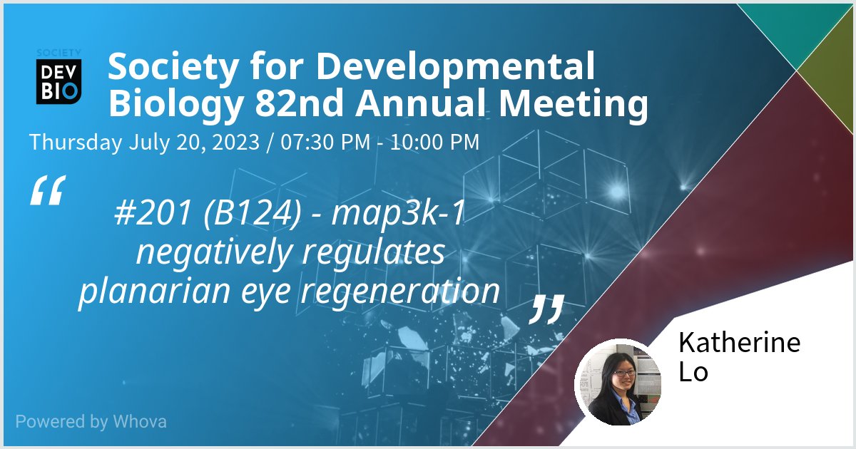 WormSurgeon's tweet photo. Come by my poster #201 (B124) - map3k-1 negatively regulates planarian eye regeneration at #2023SDB ! https://t.co/RaJtV94jWu