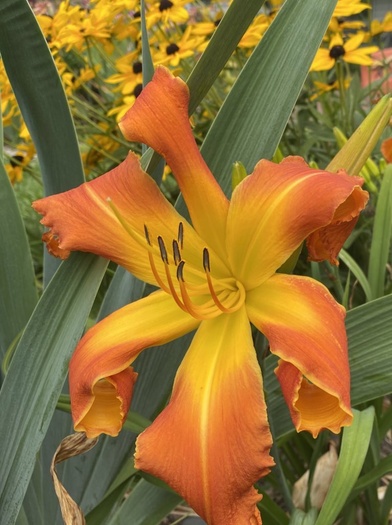 Daily dose of daylilies!  “Ruffles and Cream” and “Orange Clown.”  #daylily #daylilies #GardenersWorld #gardenphotography #flowerphotography