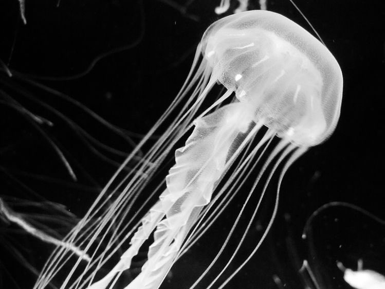 jellyfishisms's tweet photo. pearly wanderers *°:⋆ https://t.co/jrRy8Lfse9