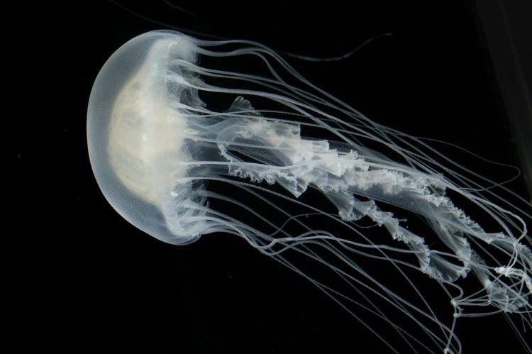 jellyfishisms's tweet photo. pearly wanderers *°:⋆ https://t.co/jrRy8Lfse9